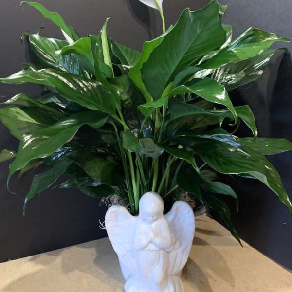 Potted peace lily with white blooms in a white angel-shaped planter