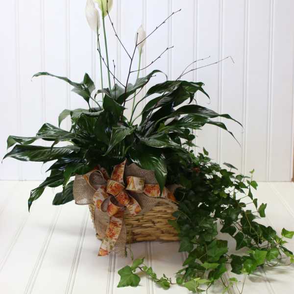 Potted peace lily arrangement in a wicker basket with ribbon