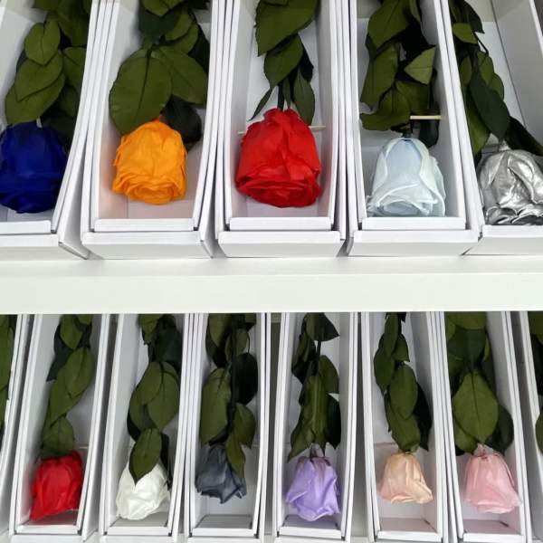 Single Preserved Real Roses