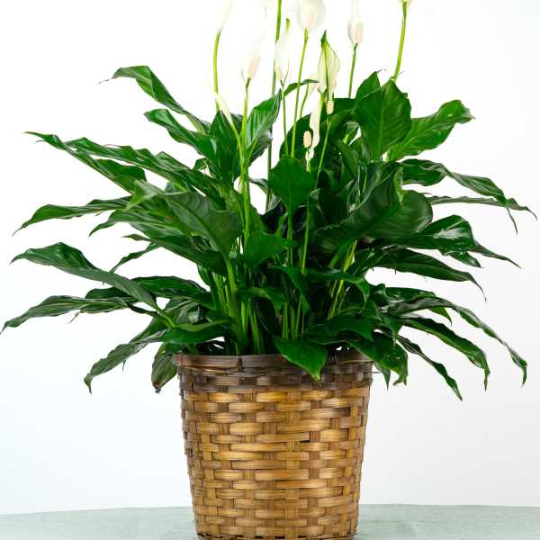 Peace Lily Plant (8" Pot)