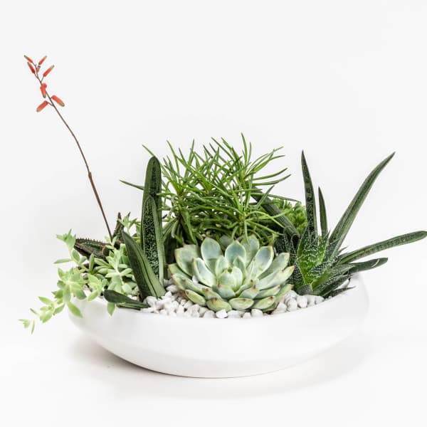 Succulent arrangement in a white bowl with a single orange bloom
