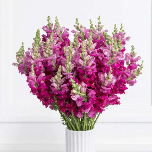 Bouquet of magenta snapdragons in a white vase