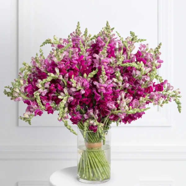 Bouquet of magenta and pink snapdragons in a clear glass vase
