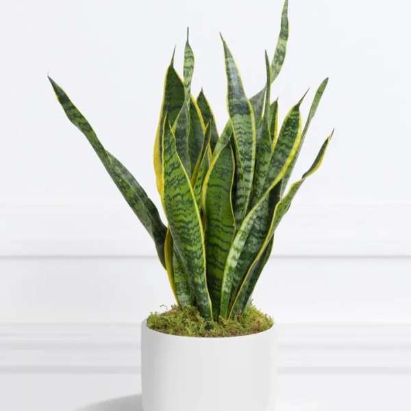 Potted snake plant in a white ceramic planter