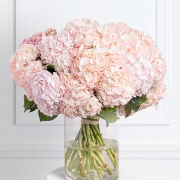 Bouquet of pale pink hydrangeas in a clear glass vase