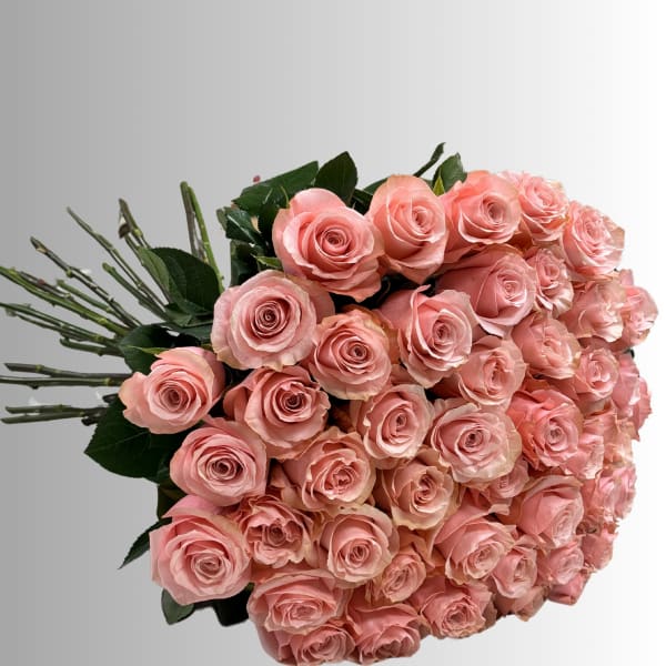 Bouquet of pale pink roses with dark green foliage