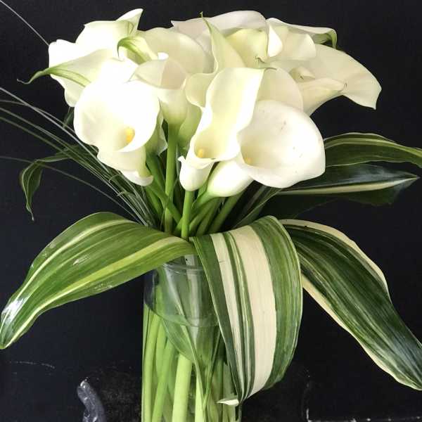White calla lilies in a clear glass vase with striped leaves