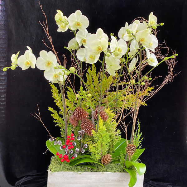 White orchids in a rectangular planter with pinecones and red berries