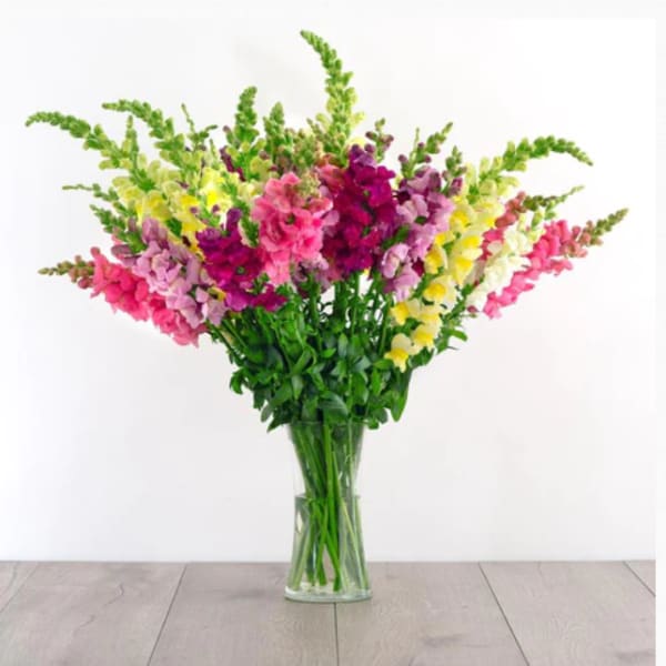 Tall bouquet of pink, purple, and yellow snapdragons in a clear glass vase