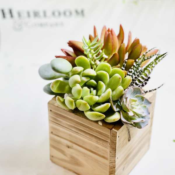 Succulent arrangement in a wooden cube planter