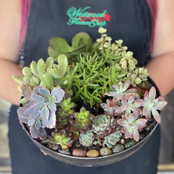 A bowl of assorted succulents with colorful rosette and trailing plants.