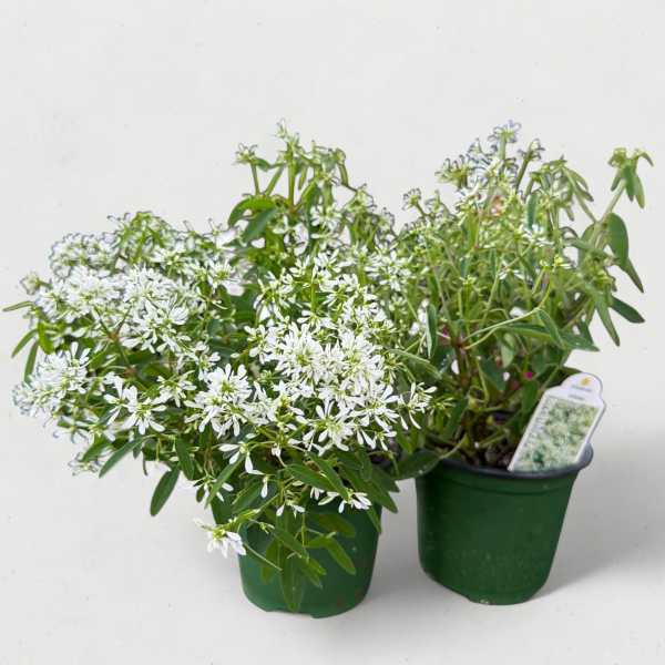 Euphorbia 'Flurry' (4.5” Pot)