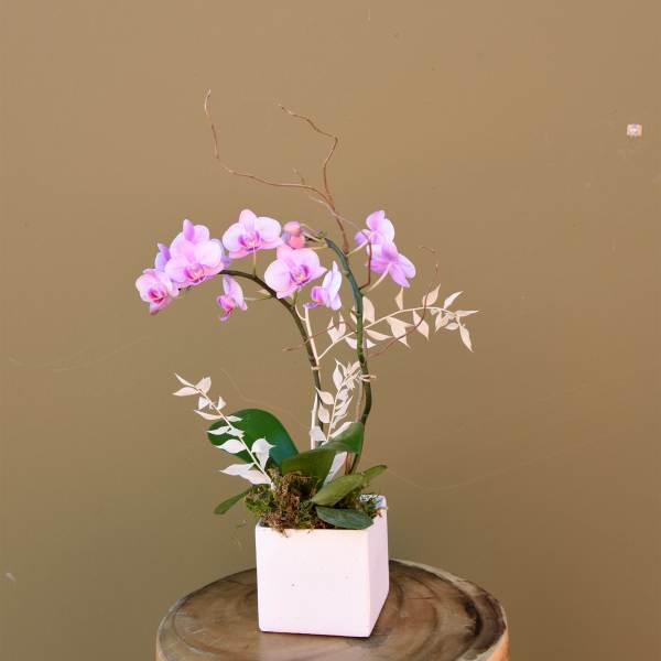 Orchid with Dried Elements