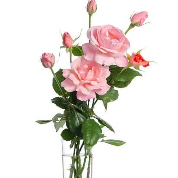 Pink roses in a clear glass vase