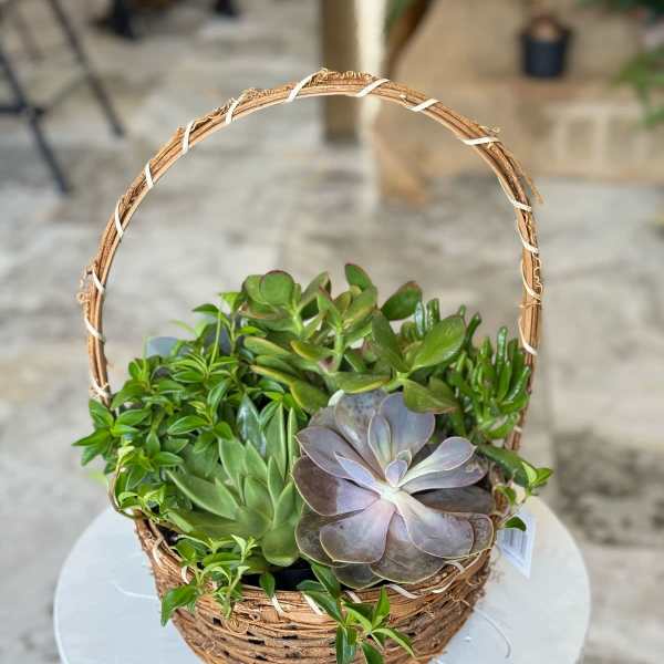 Basket of assorted succulents on a round table
