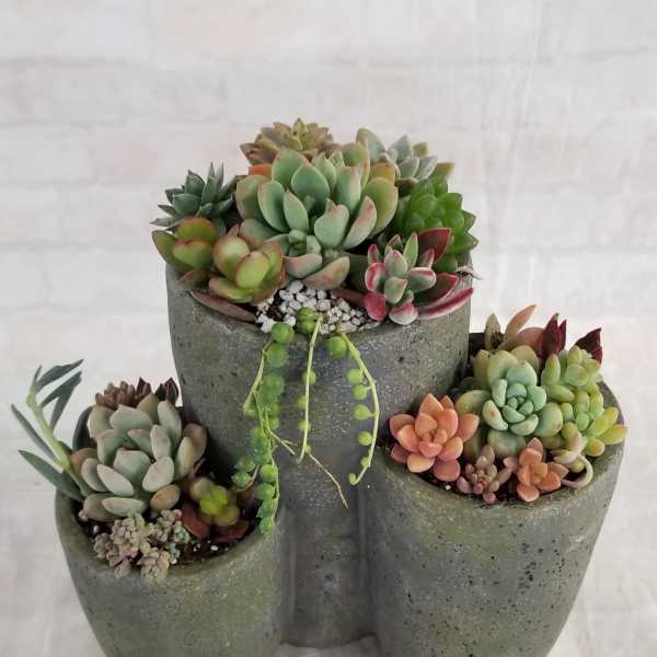 9" Tall Succulent trio planter