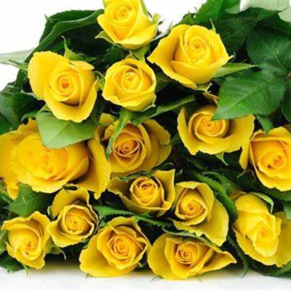 Bouquet of yellow roses with green foliage
