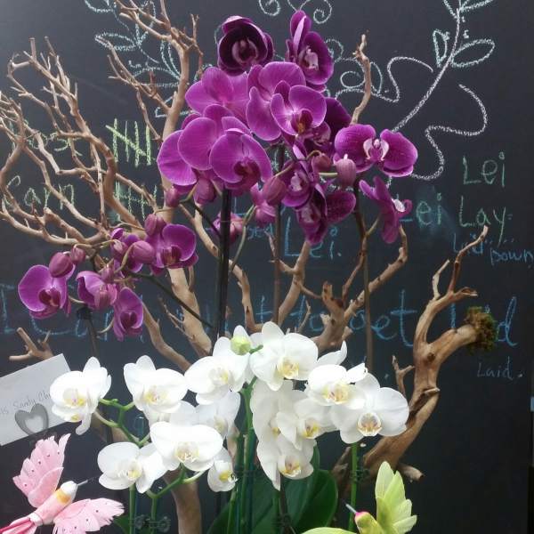Purple and white orchids arranged with branches in a black display
