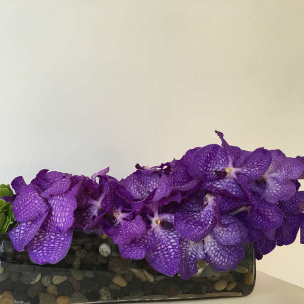 Purple orchids and succulents in a rectangular glass planter