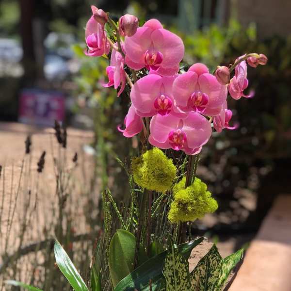 Pink orchids in a brown pot with mixed green foliage