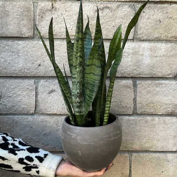 Potted snake plant with tall striped leaves in a gray planter