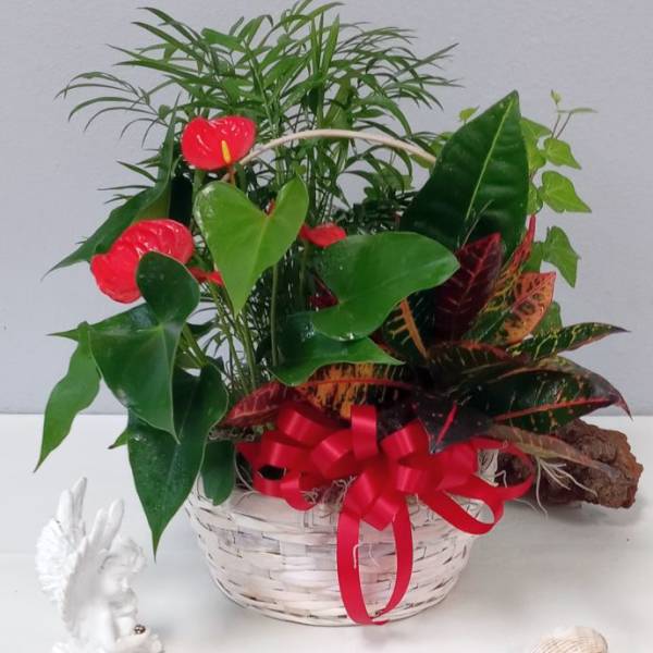 Tropical plant arrangement in a white basket with red ribbon and red anthurium blooms.
