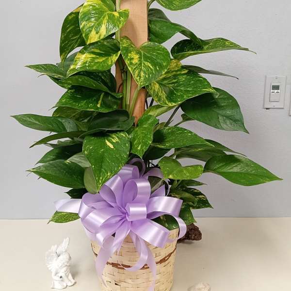 Potted pothos plant in a basket with lavender bows