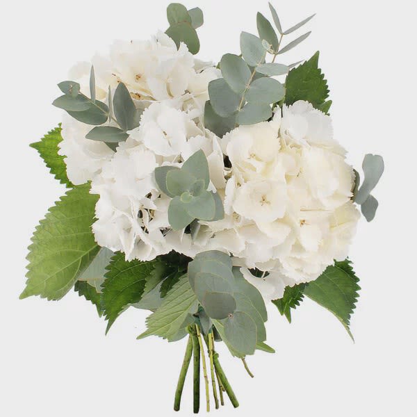 White hydrangea bouquet with eucalyptus and green leaves