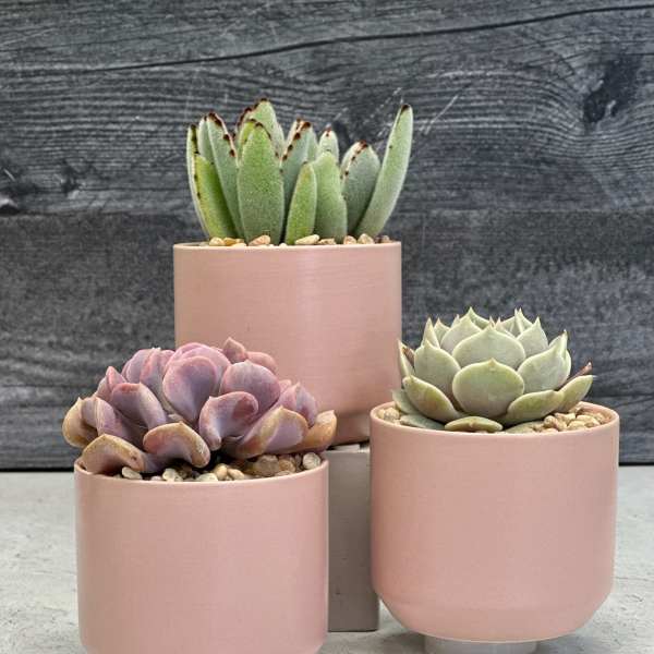 Three potted succulents in blush pink containers