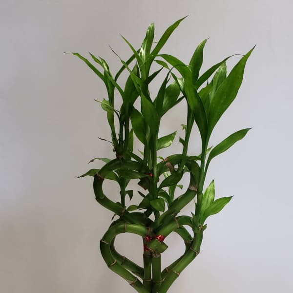 Braided lucky bamboo plant in a tall square glass vase