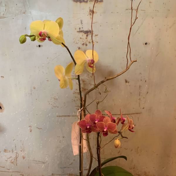 Potted orchid arrangement with yellow and pink blooms