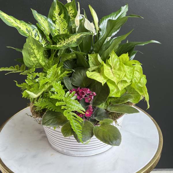 Mixed green houseplants in a white striped pot with small pink flowers