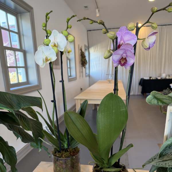 Two potted orchid plants with white and purple blooms on a table.