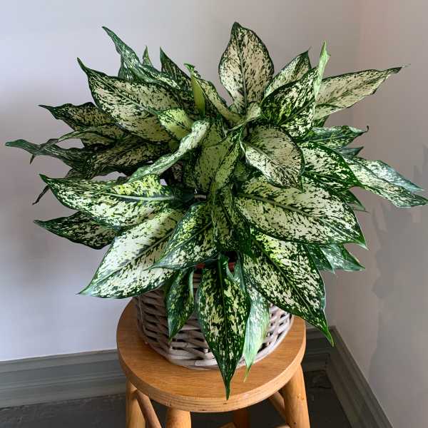 Potted variegated green-and-white plant in a woven basket on a stool