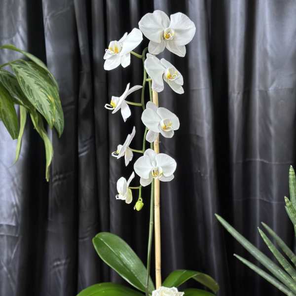 White orchid plant in a square wooden pot with a white rose