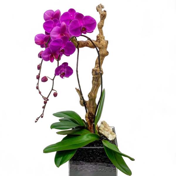 Purple orchid arrangement in a square glass vase with a driftwood branch