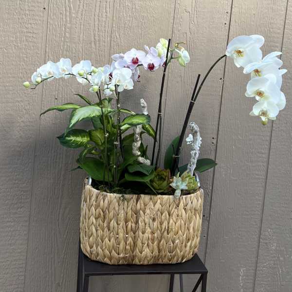 Orchid and succulent arrangement in a woven basket planter