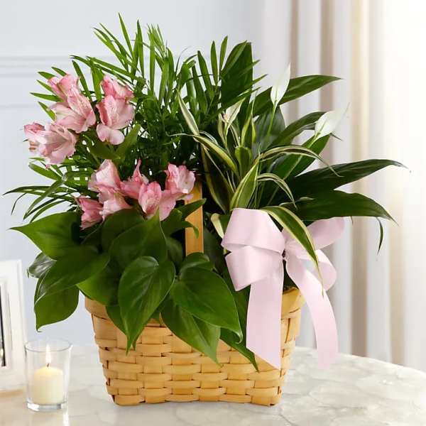 Basket planter of assorted green houseplants with pink flowers and a pale pink bow.