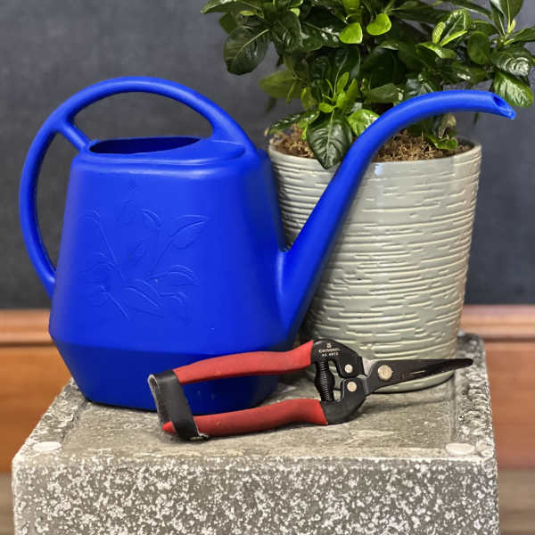 Potted green plant with a blue watering can and pruning shears