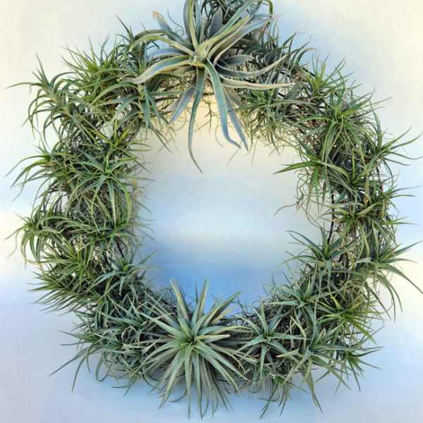 Air plant wreath with spiky green succulents on a pale background