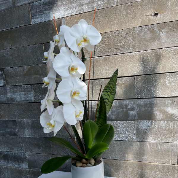 White orchid plant in a white pot with broad green leaves