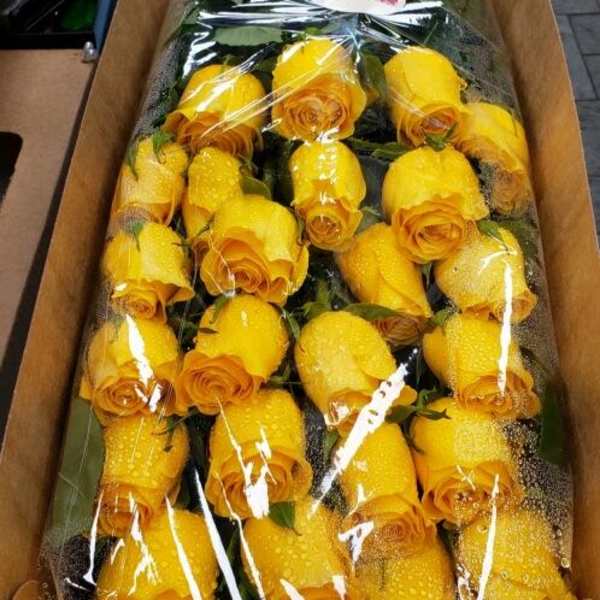 Long box filled with rows of yellow rose stems wrapped in clear plastic with water droplets.