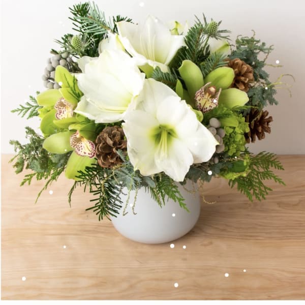 Low white pot arrangement of white amaryllis, green orchids, pinecones, and winter greenery.