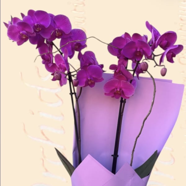 Purple orchid bouquet wrapped in lavender paper with a ribbon