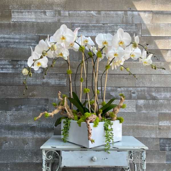 White orchids arranged in a square planter on a small table