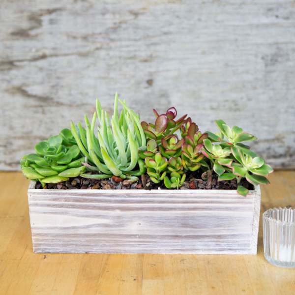 Succulent arrangement in a rectangular wooden planter