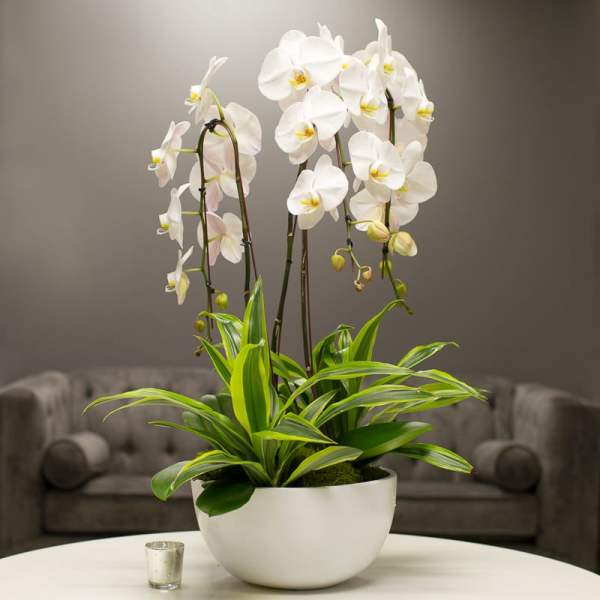 White orchids in a white bowl planter on a table
