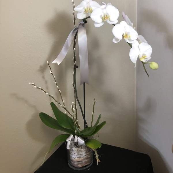 White orchid arrangement in a glass container with a silver ribbon