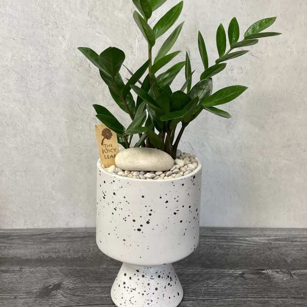 Potted green plant in a speckled white pedestal planter