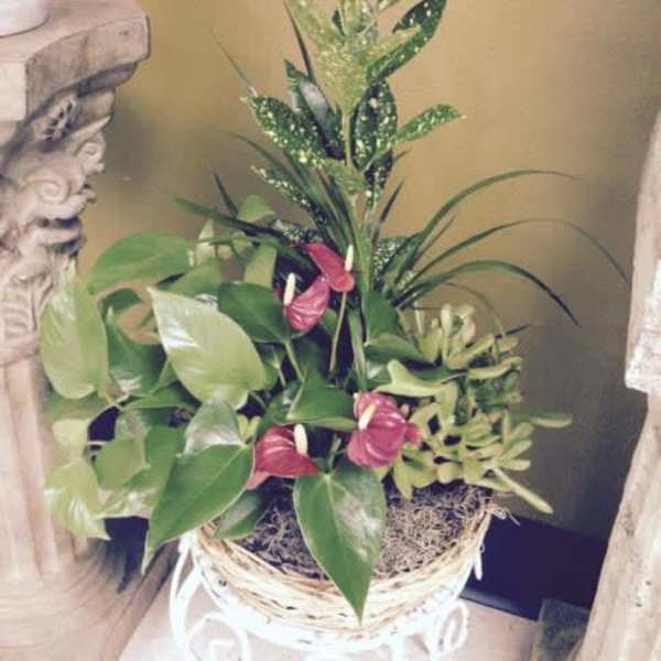 Tropical plant arrangement with pink anthuriums in a woven basket